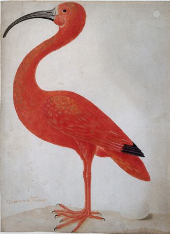 Maria Sibylla Merian, Flamingo